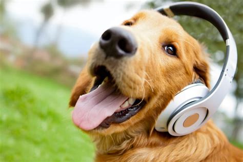 can dogs listen to music? How does music affect their behavior and health?